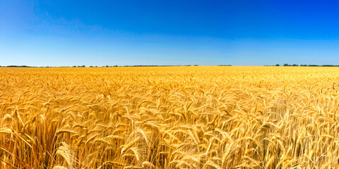 Golden wheat field summer landscape under the sky.