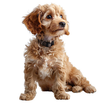 poddle isolated on transparent background

