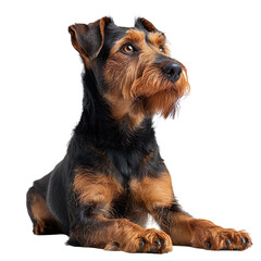 Terrier isolated on transparent background