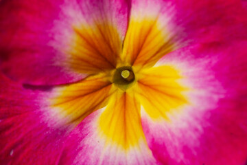 Blühende Primel mit Blütenstempel,  Closeup, Deutschland