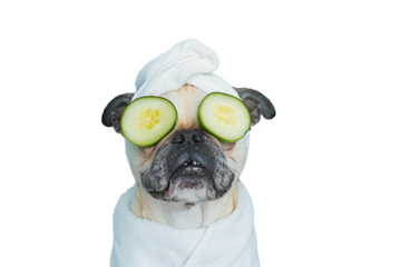 
A dog in a cucumber cosmetic mask and with a white towel on his head is doing spa treatments. PNG object isolated on transparent background, mockup, design, template, layout, sticker