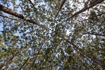 looking up through pine trees, wide angle perspective, tall high forest