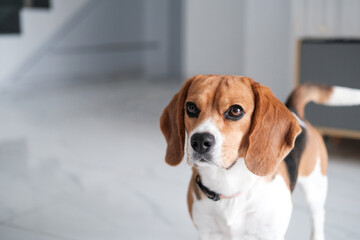 Portrait of a Beagle dog standing on a white floor and looking up at the camera. Funny face of a dog begging for treats. Dog walking service. Banner with purebred dog.