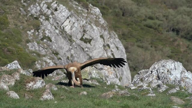 Griffon vulture eating carrion in slow motion. Spain
