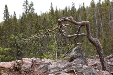 Twisted pine tree in forest in cloudy spring weather.