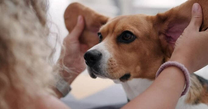 Portrait of the muzzle of a dog of the Beagle breed being caressed by its owner, a funny dog. Dog sitter and walking services. Stroke behind the ears.