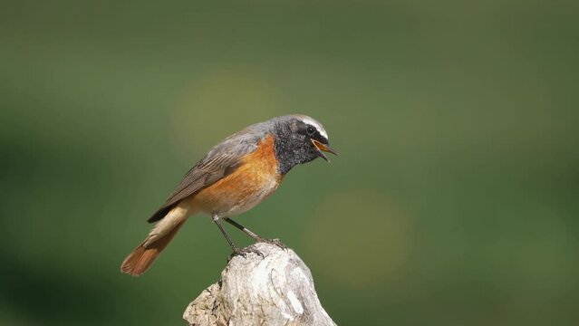 Male common redstart singing on a branch. Spain.
