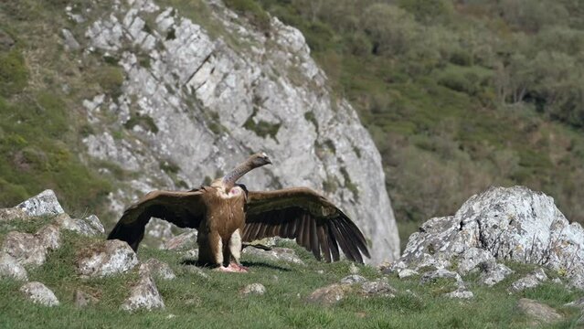 Griffon vulture eating carrion in slow motion. Spain
