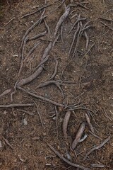 Closeup of bare twisted old tree roots and pine needles in forest.