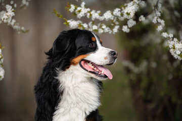 bernese mountain dog portrait outdoors under blooming cherry blossom branches