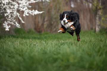 bernese muntain dog running on green grass in spring with a tennis ball in mouth