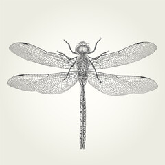 Hand drawn dragonfly. Vintage vector engraved illustration