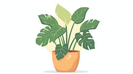 Foliage houseplant in pot. Green leaf house plant 