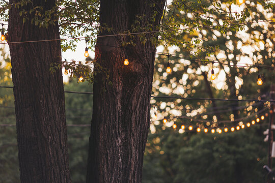 string lights hanging from trees in a garden, creating a festive atmosphere. a garland of light bulbs glowing with warm light stretched on the branches of trees at the evening celebration. party decor