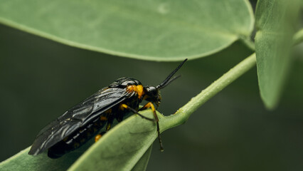 Black and yellow insect, Fly Sierra del Sen del Campo Adurgoa gonagra © DiazAragon