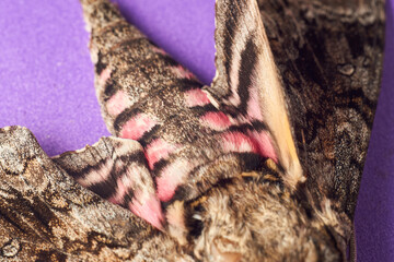details of a gray moth with dead rose Agrius convolvuli