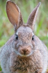 Portrait of a rabbit in the grass