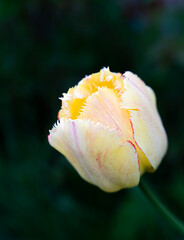 White-yellow tulip on a dark green background. Natural background. Close-up. Selective focus.