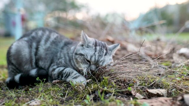 British shorthair silver tabby cat biting catnip outdoors in the backyard. Close-up slow motion footage of a young domestic cat being affected by catnip aka catswort, catwort, catmint plant smell.