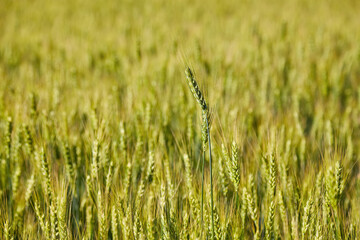 Green wheat ears close-up on the field in ripening period - obrazy, fototapety, plakaty