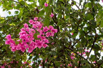 Zanzibar - A pink Bougainvillea blooming