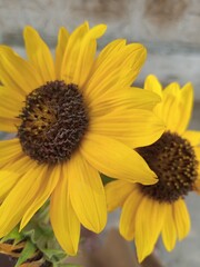 sunflower in the garden