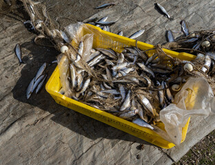 Harvest of the Sea. A Pile of Fresh Fish in a Yellow Plastic Crate