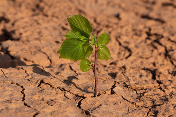 A young sprout with leaves swaying in the wind on heat-cracked clay in the desert