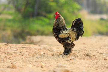 Brahma chicken standing on ground, Beautiful rooster, Giant chicken