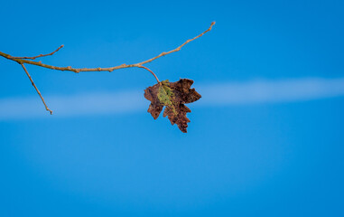 Autumn Beauty. Isolated Maple Leaf on a Twig Against a Clear Blue Sky.