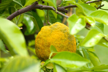 Bergamot fruits growing in the garden close-up.