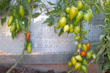 Ripe green tomatoes hanging in the garden. Bush tomatoes Tarasenko