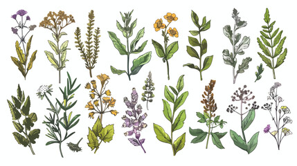 Hand drawn herbal elements. Vector collection Vector - obrazy, fototapety, plakaty