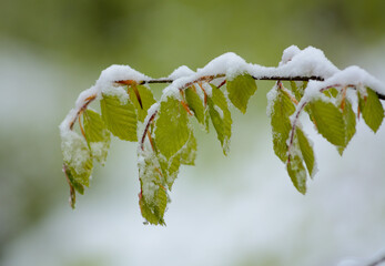 Śnieg na wiosennych zielonych liściach