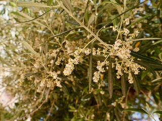 The olive flowers (Olea europaea), Spain