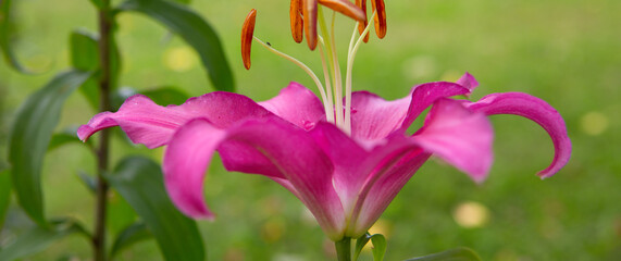 Beautiful pink lily close up,isolated on green background.
