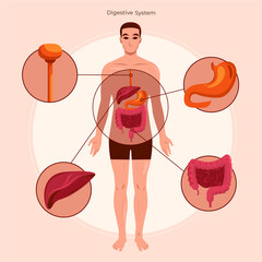 Flat human body organ systems composition background with a male body and digestive system