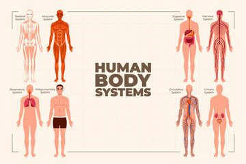 Flat human body organ systems background with infogrpahic of organ systems