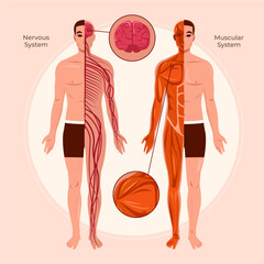 Flat human body organ systems composition with male body and nervous and muscular system