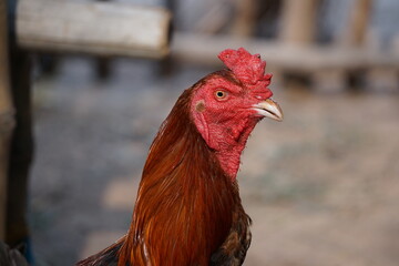 Cockfighting in the farm