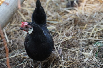 Chicken looking for food in the farm