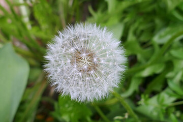 Beautiful natural background of airy light dandelion flower with white light seeds on plant head-...