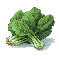 Vector illustration of fresh green chinese cabbage isolated on white background.