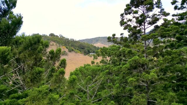 Drone flies high from within a pine forest to see a beautiful home in the distance