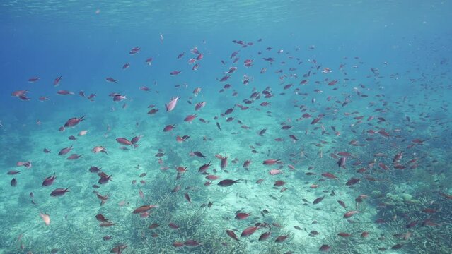 HDR: Brown Chromis fish in the Caribbean Sea