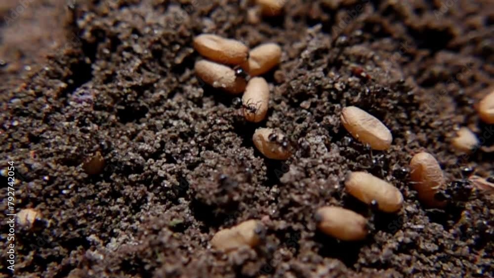 Poster close-up view of ants and their nest eggs nestled in soil - macro shot