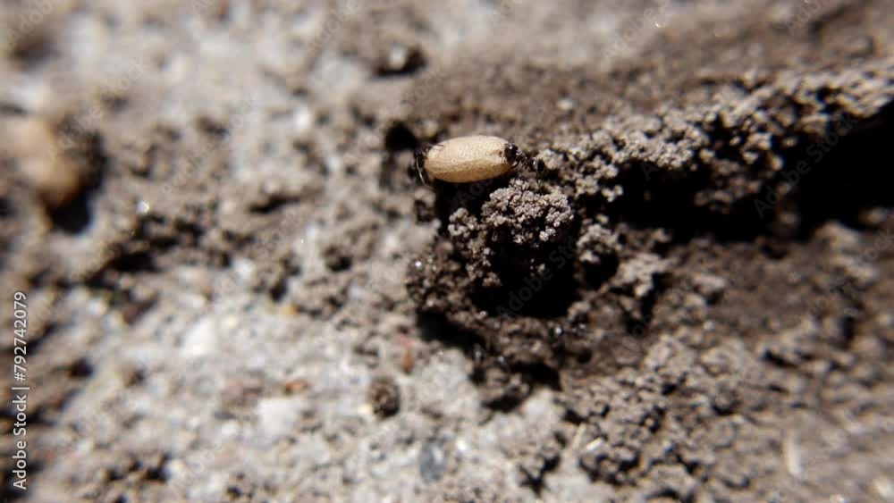 Poster ants trying to move a nest egg up a small obstacle - macro shot