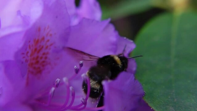 Bumblebee Lifting Off after Pollinating Purple Rhododendron. - close up shot