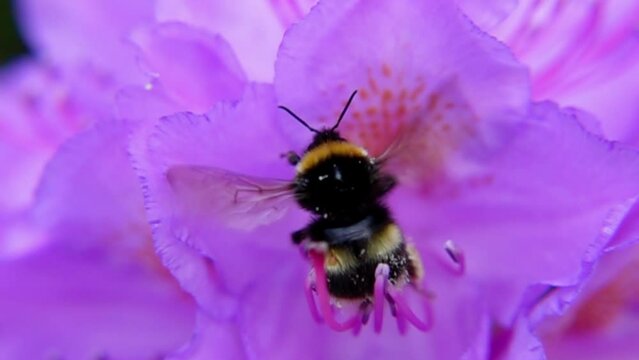 Bumblebee Trying To Lift Off After Pollinating a Purple Rhododendron - Close up, Super Slow Motion