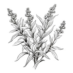 Vector arugula leaves. Black and white engraved ink art. Isolated arugula illustration element on white background.